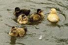 Ducklings!
