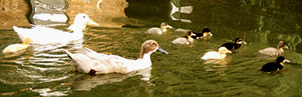 Ducks & Ducklings