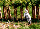 Heron